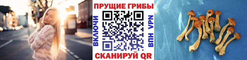 Галлюциногенные грибы MAGIC MUSHROOMS  купить закладку  Венёв 